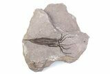 Fossil Eocrinoid (Ascocystites) - El Kaid Rami, Morocco #376542-1
